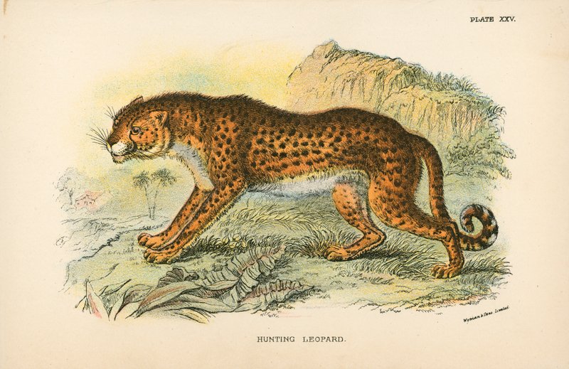 Jagt leopard af English School