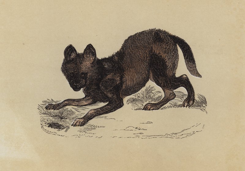 Hyaena Dog (farve litho) af English School