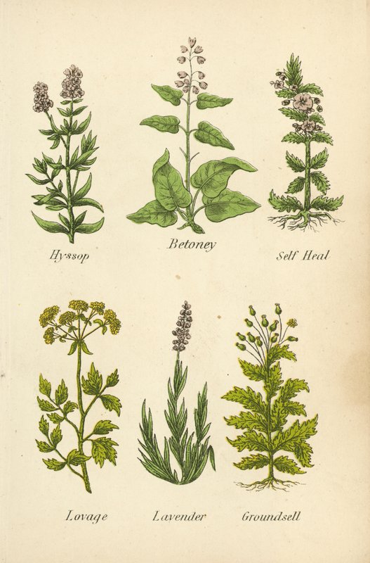 Isop, Betoney, Self Heal, Lovage, Lavendel, Groundsell (farvelitografi) af English School