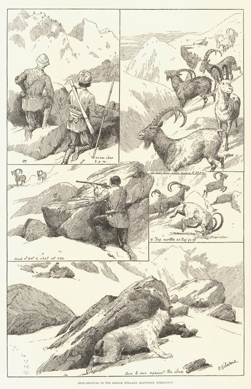 Ibex-skydning i Shigar Nullahs, Baltistan, Himalaya (gravering) af English School