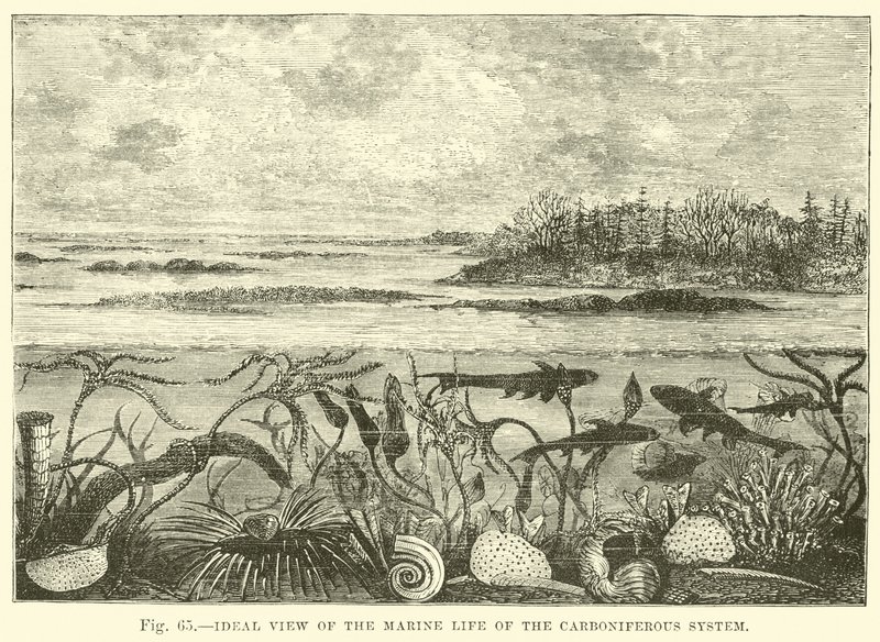 Ideal view of the marine life of the Carboniferous system  af English School