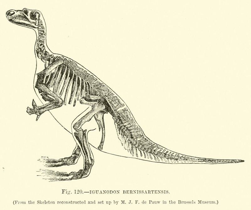 Iguanodon Bernissartensis  af English School