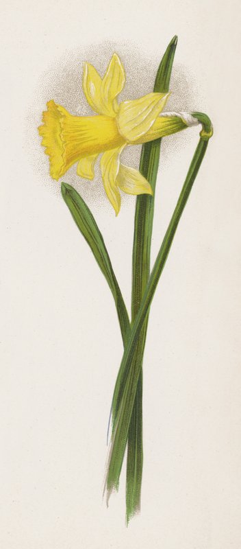 Illustration til A Dream of a Garden (farvelitografi) af English School