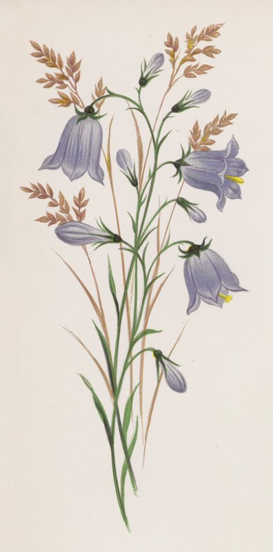 Illustration til A Dream of a Garden (farve litho) af English School