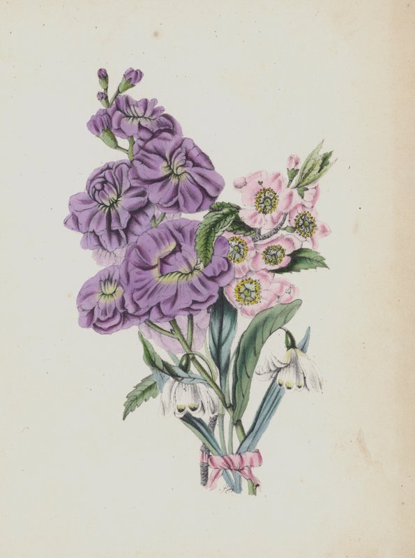 Illustration til Moss Rose Album (farvelitografi) af English School