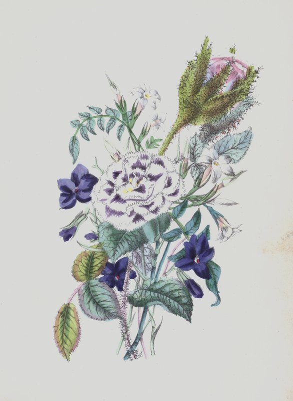 Illustration til Moss Rose Album (farvelitografi) af English School