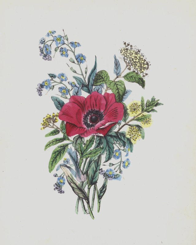 Illustration til Moss Rose Album (farvelitografi) af English School