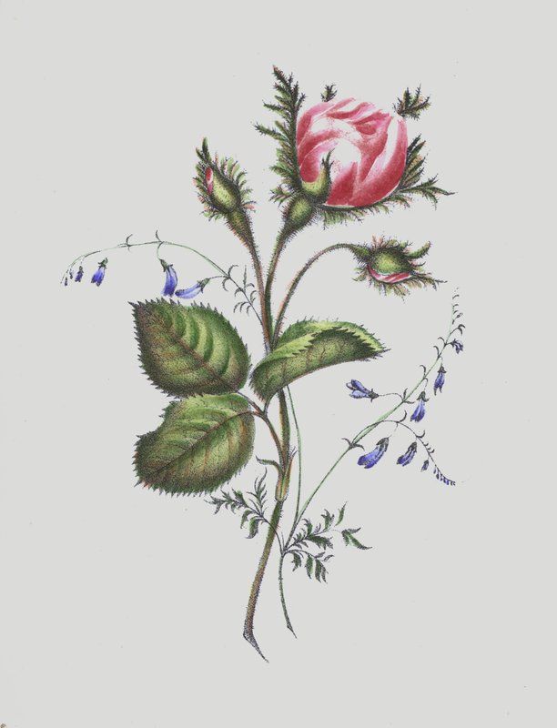 Illustration til Moss Rose Album af English School