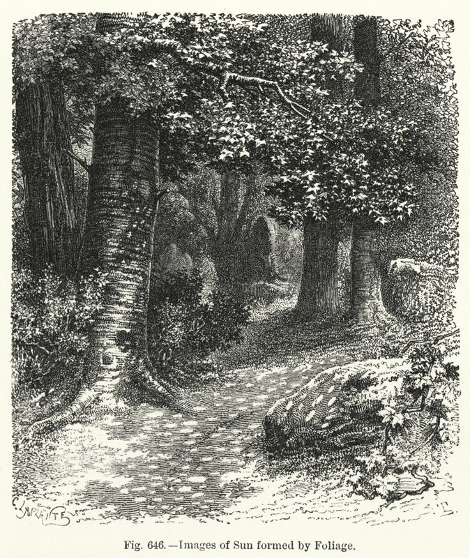 Billeder af sol dannet af løv (gravering) af English School