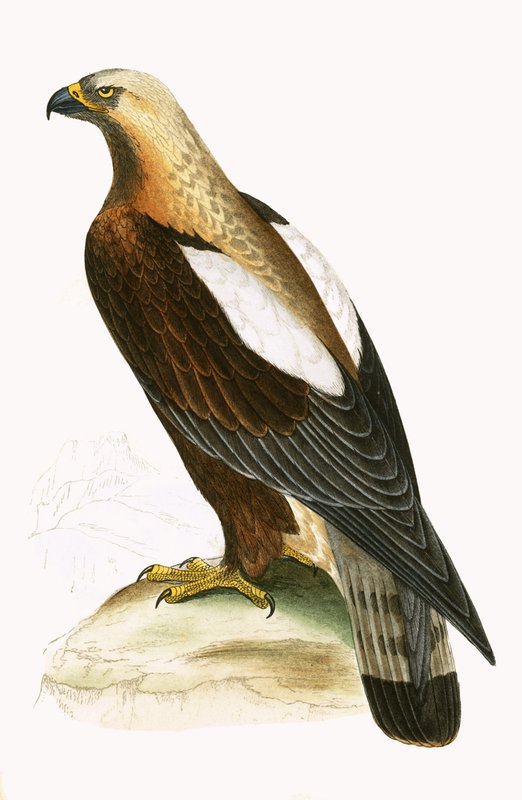 Imperial Eagle, illustration fra "A History of the Birds of Europe Not Observed in the British Isles" af Charles Robert Bree (1811-86), udgivet i 1867 af English School
