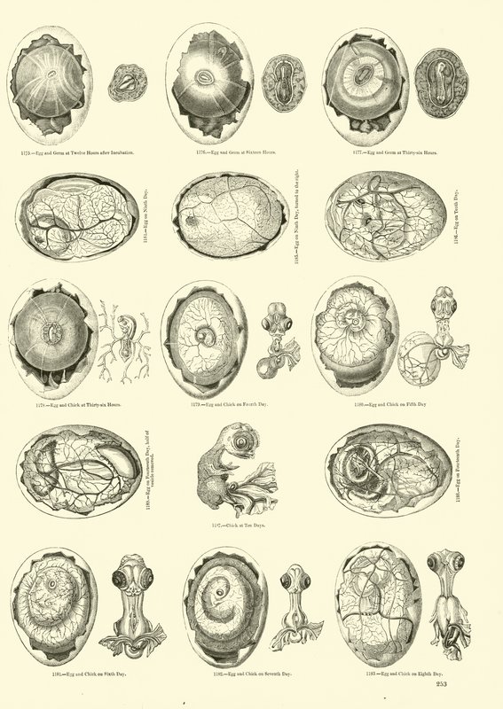 Inkubation af en kylling, Side fra The Pictorial Museum of Animated Nature af English School