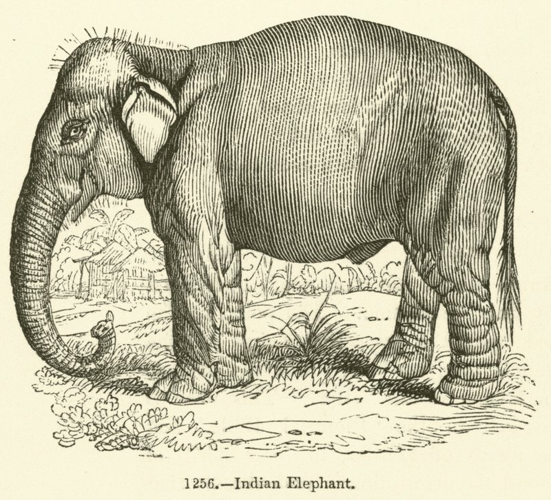Indisk elefant (gravering) af English School