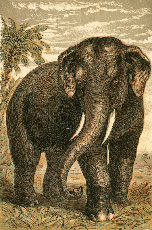 Indisk elefant af English School
