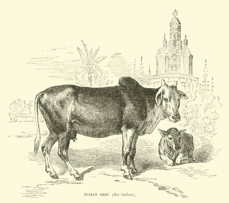 Indian Zebu, Bos indicus  af English School