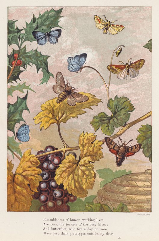Insekter (farvelitografi) af English School