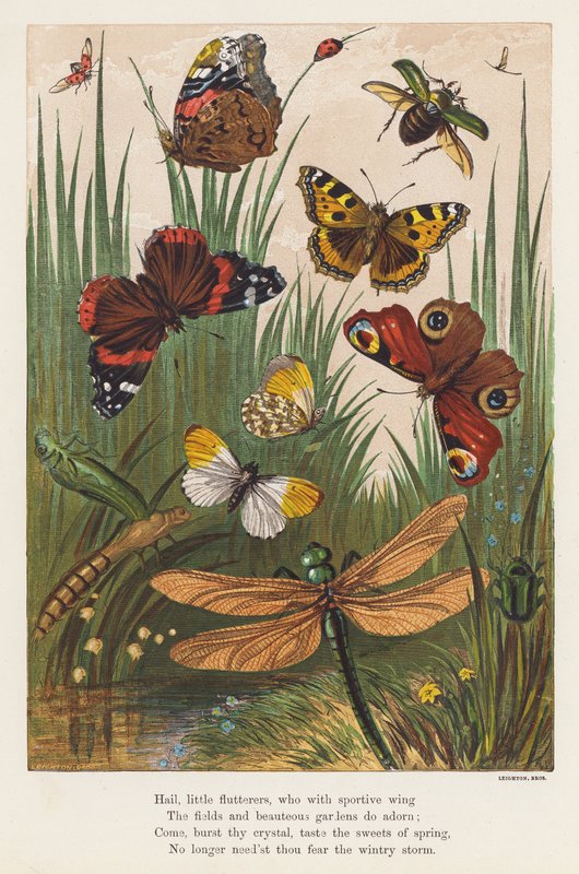 Insekter (farvelitografi) af English School