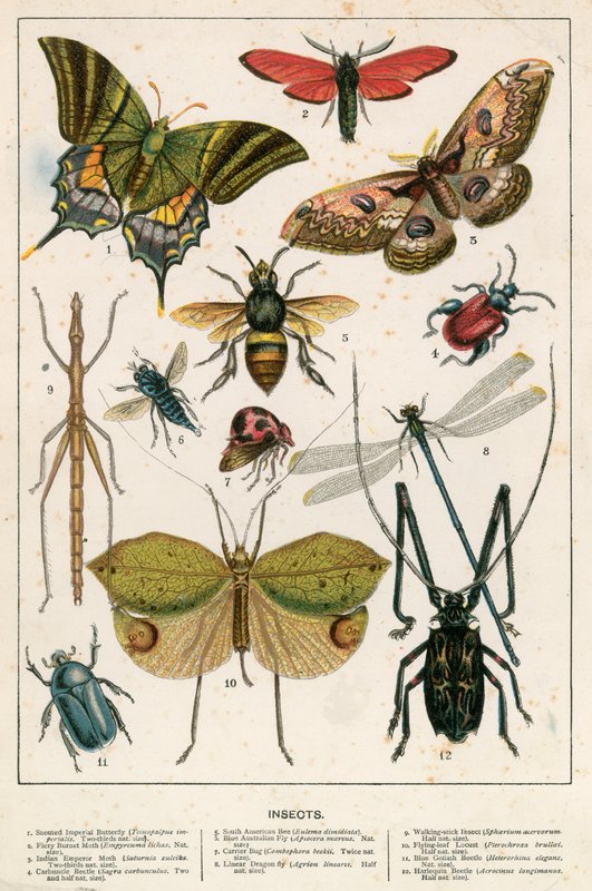Insekter af English School