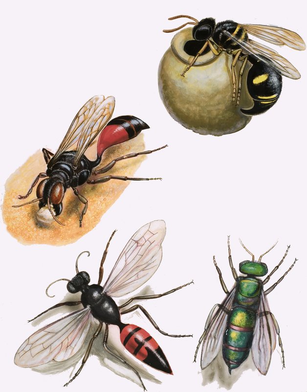 Insekter af English School