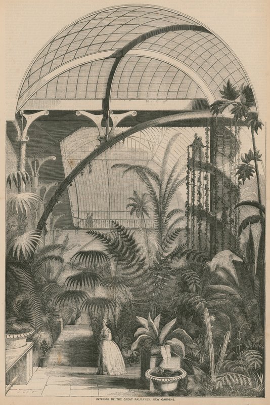 Interiør af Great Palmarum, Kew Gardens, London af English School