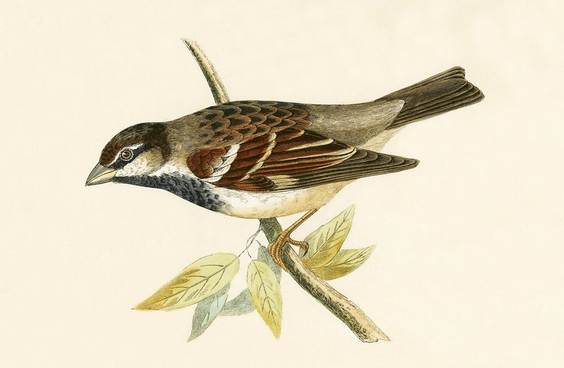 Italian House Sparrow, illustration fra 
