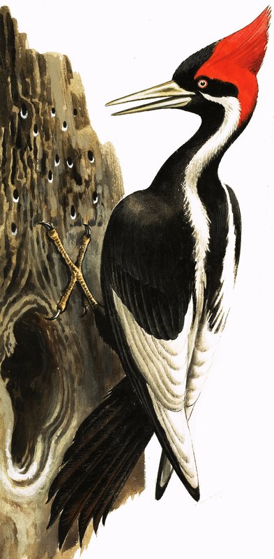 Ivory-billed Woodpecker (gouache på papir) af English School