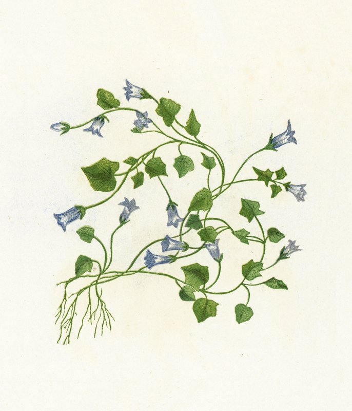Efeu-bladet klokkeblomst, Campanula Hederacea af English School