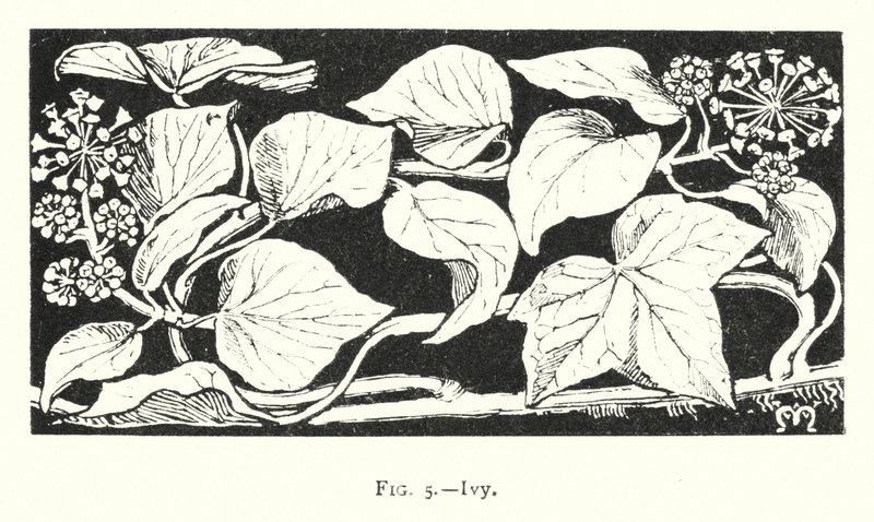 Ivy (gravering) af English School
