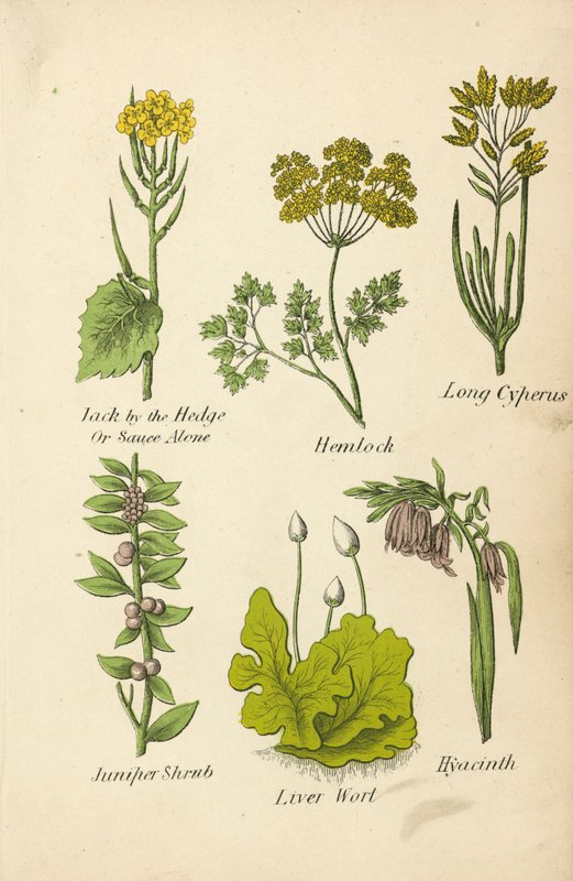 Jack by the Hedge eller Sauce Alone, Hemlock, Long Cyperus, Juniper Shrub, Liver Wort, Hyacinth (farvelitografi) af English School