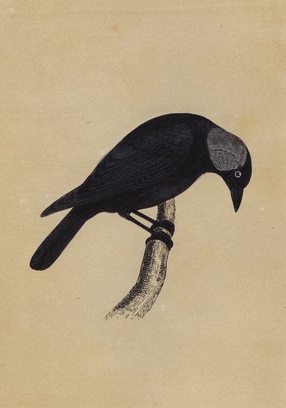 Jackdaw (farvemedlemmer) af English School