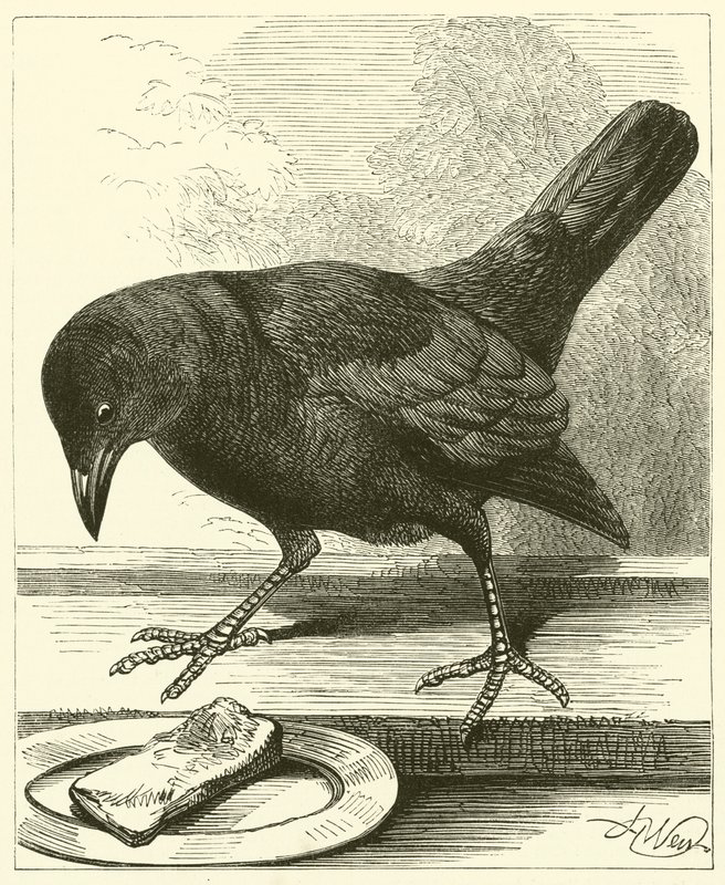 Jackdaw (gravering) af English School