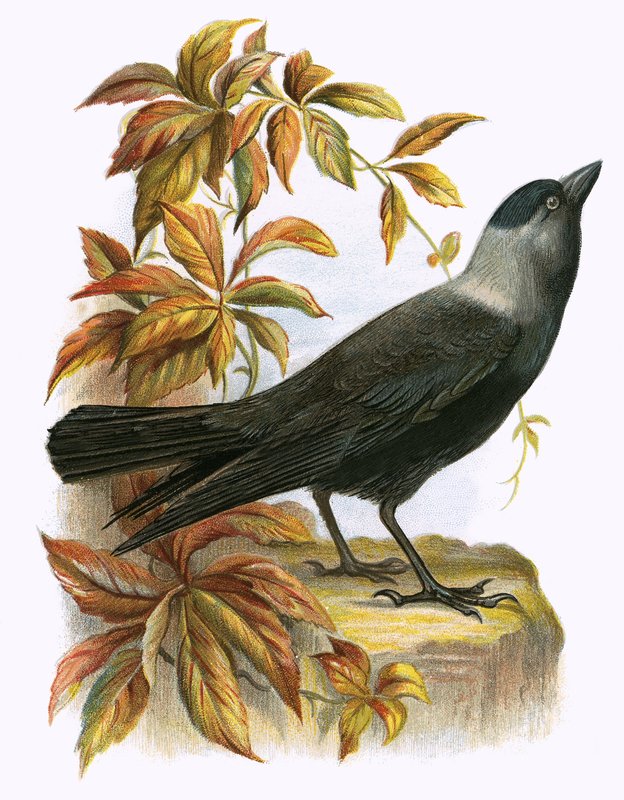 Jackdaw af English School
