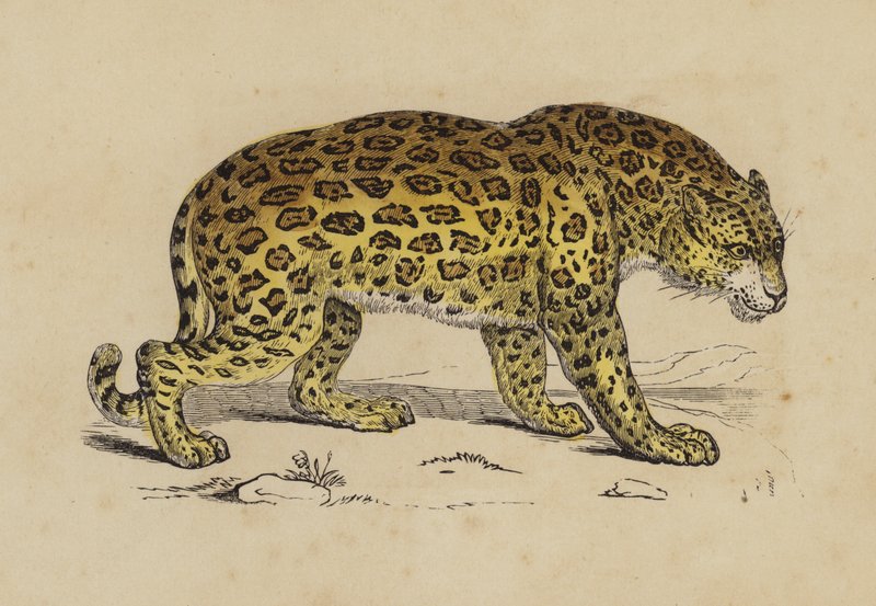 Jaguar (farve litho) af English School