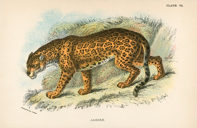 Jaguar af English School