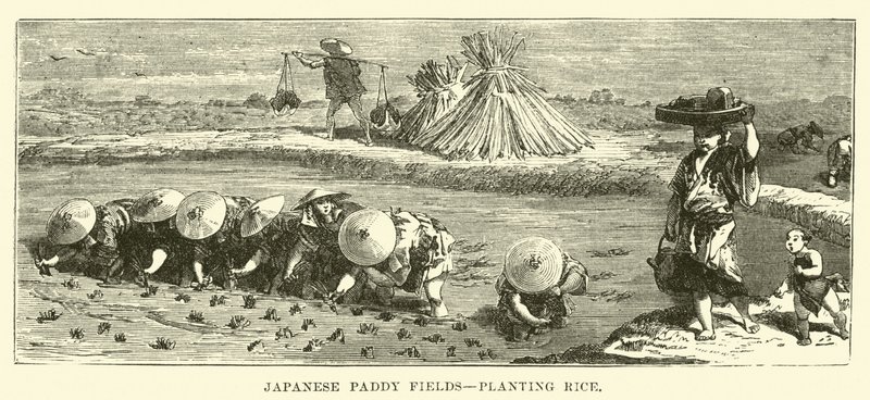 Japanske rismarker, plantning af ris af English School
