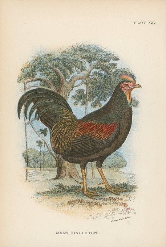Javan Jungle-Fowl af English School