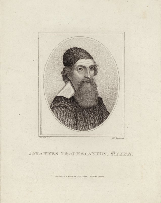 Johannes Tradescantus Pater af English School
