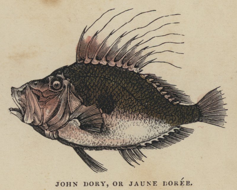 John Dory eller Jaune Doree (farvet gravering) af English School