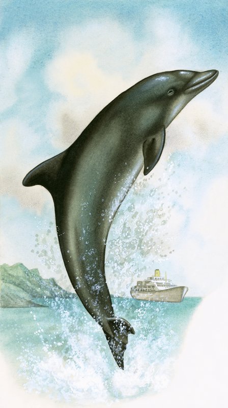 Springende delfin af English School