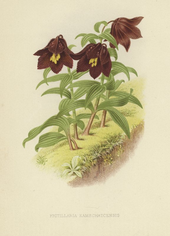 Kamchatka fritillary eller Kamchatka lilje af English School