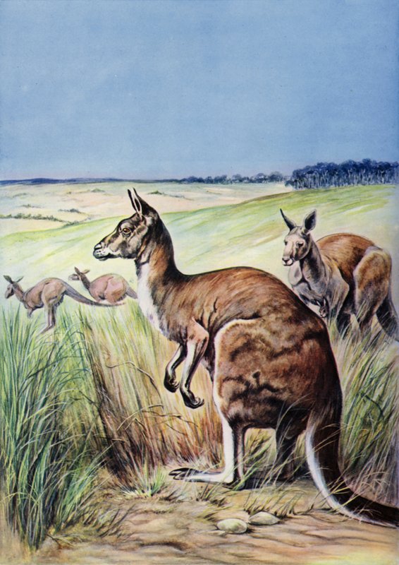 Kænguruer, Australien (farve litho) af English School