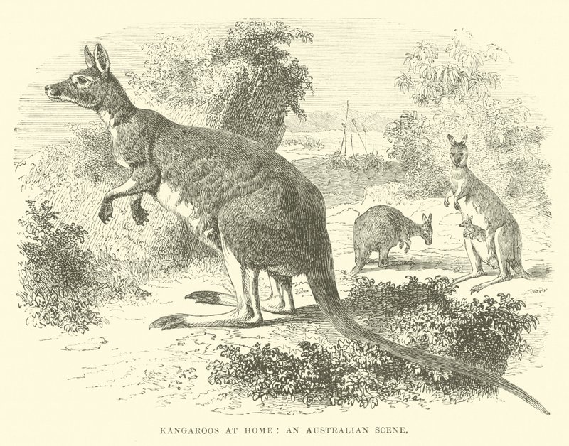 Kænguruer derhjemme, en australsk scene af English School