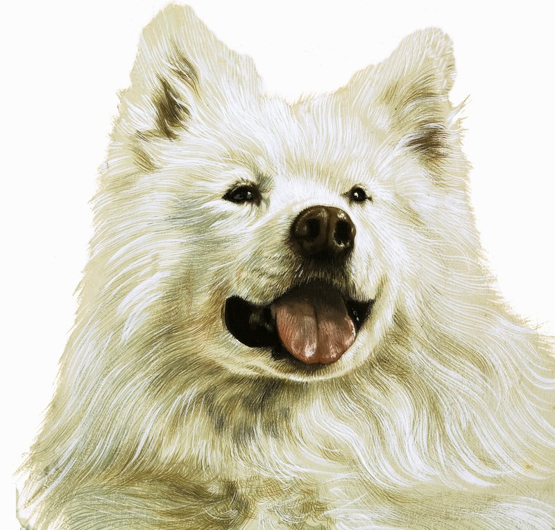 Keeshond af English School