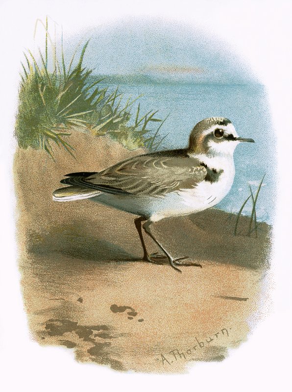 Kentish Plover af English School