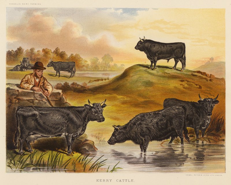 Kerry Cattle (farvelitografi) af English School