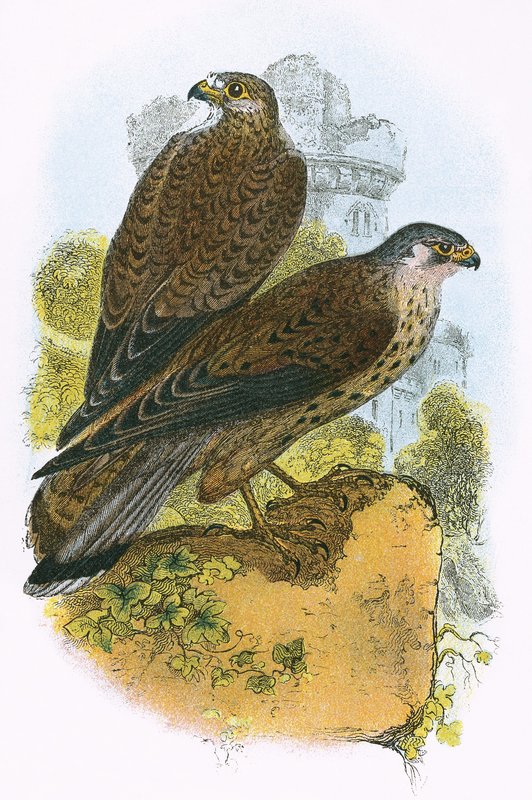 Kestrel af English School