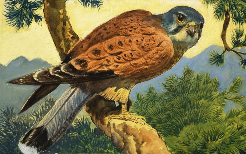 Kestrel af English School