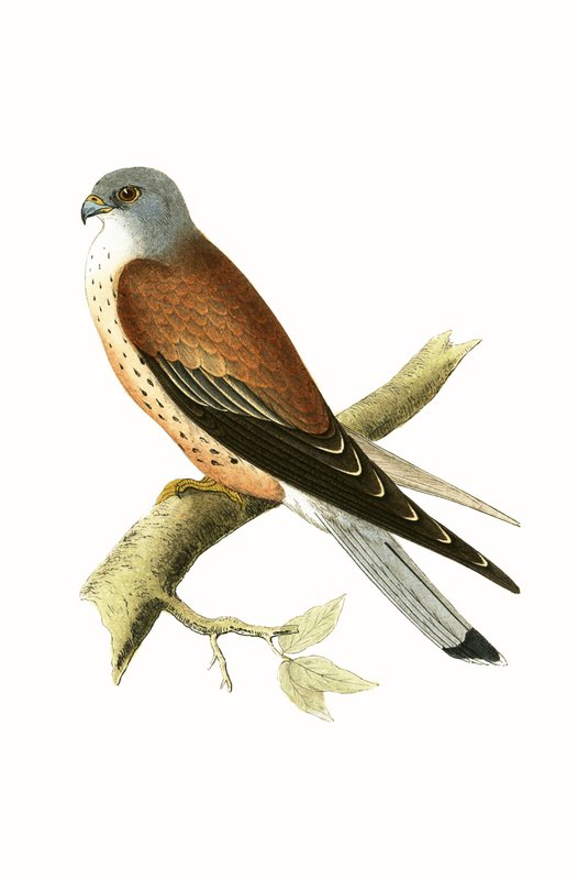 Kestrel, illustration fra 
