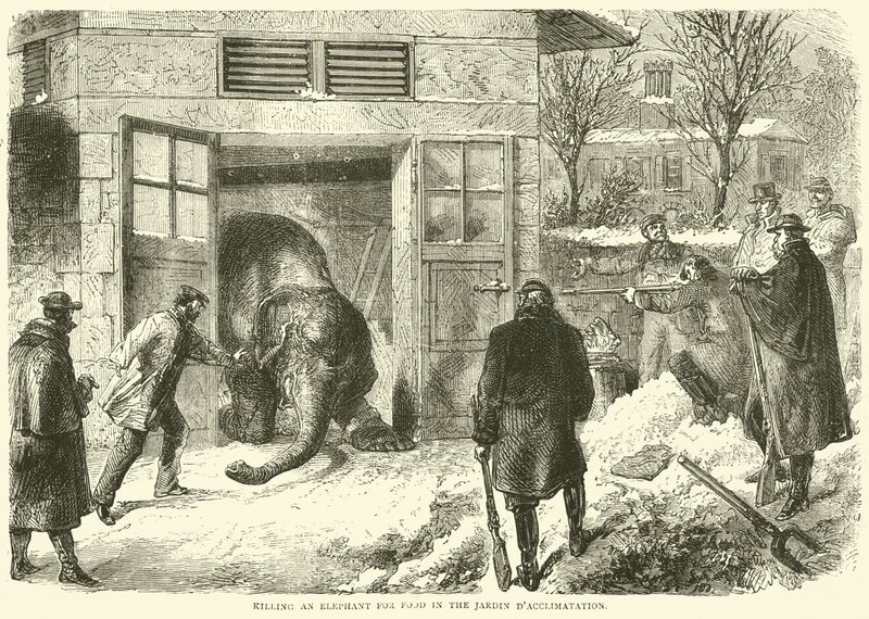 Dræbte en elefant for mad i Jardin d
