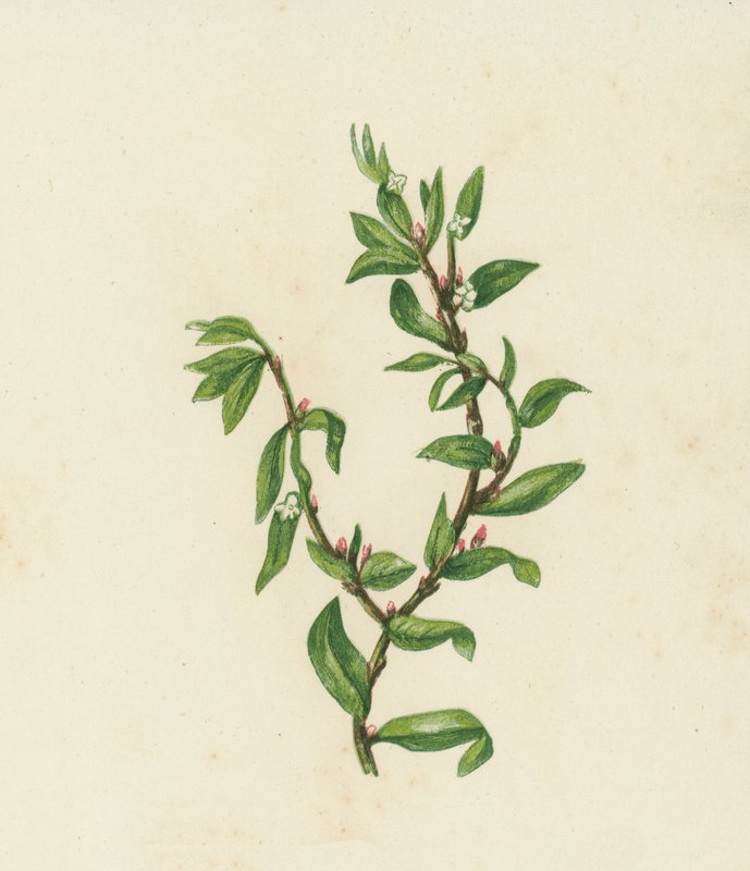 Knopgræs, Polygonum Aviculare (farvelitografi) af English School
