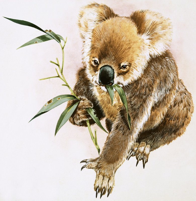 Koala af English School